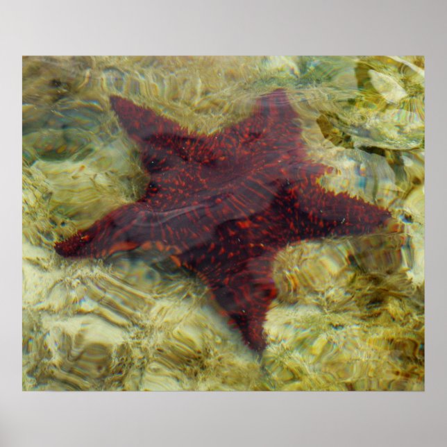 Pôster Estrela-do-mar Subaquática nas Bahamas (Frente)