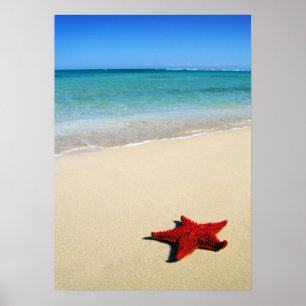 Poster Estrela do mar vermelha na praia branca da areia