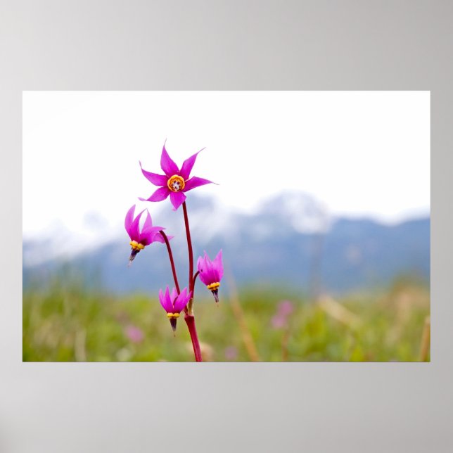 Pôster Estrela fotografada (Frente)