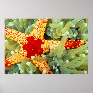 Poster Estrela Vermelha E Amarela