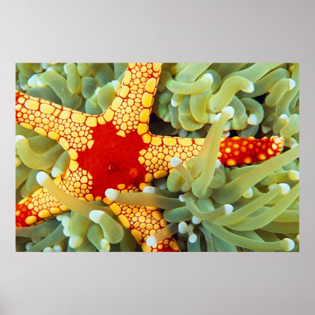 Poster Estrela Vermelha e Amarela (Frente)