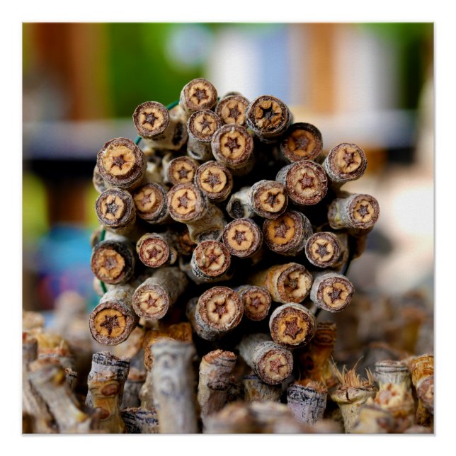 Pôster Estrelas ao longo das árvores de madeira de algodã (Frente)