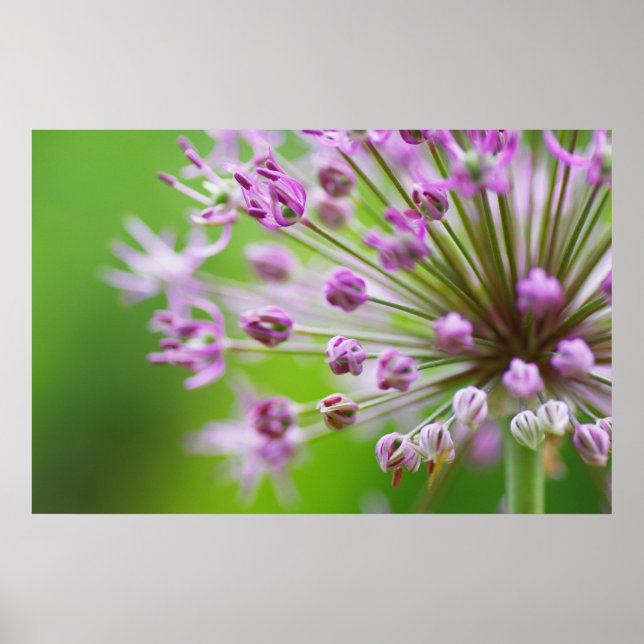 Poster Estrelas pequenas (Frente)