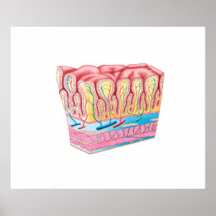 Pôster Estrutura Da Anatomia E Camadas Da Parede Do Estôm