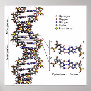Pôster Estrutura do diagrama do ácido Deoxyribonucleic d