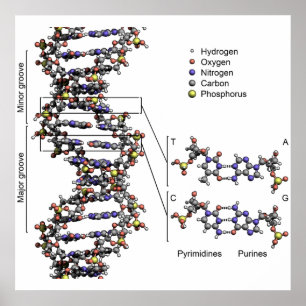 Poster Estrutura do DNA Bases do ácido desoxirribonucleic