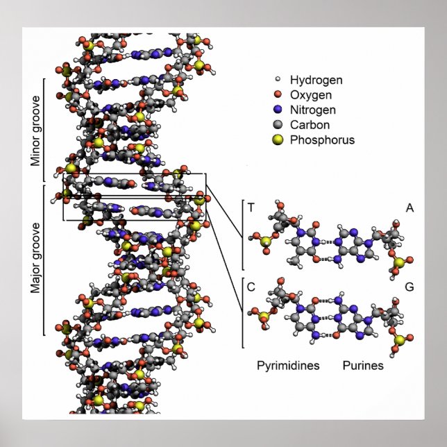 Pôster Estrutura do DNA Diagrama do Ácido Desoxirribonucl (Frente)
