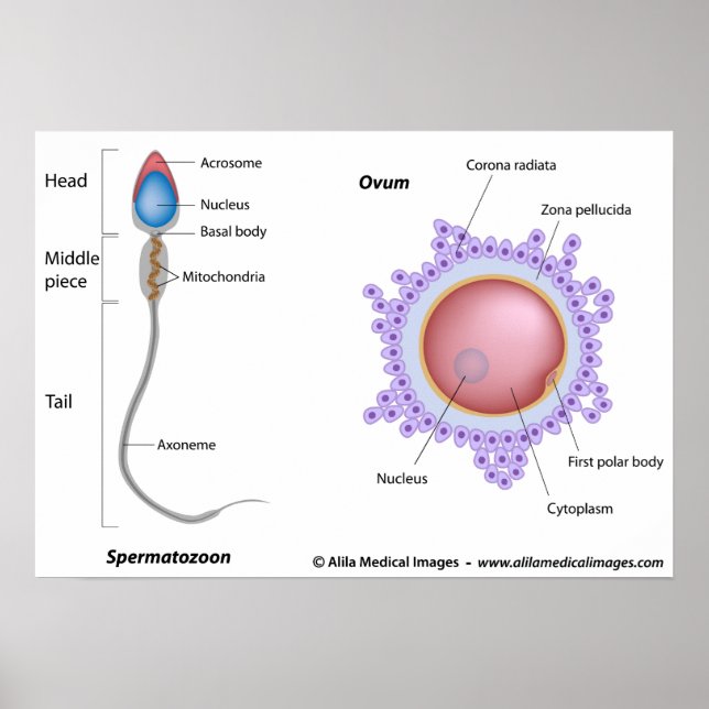 Pôster Estrutura do ovo e do esperma (Frente)