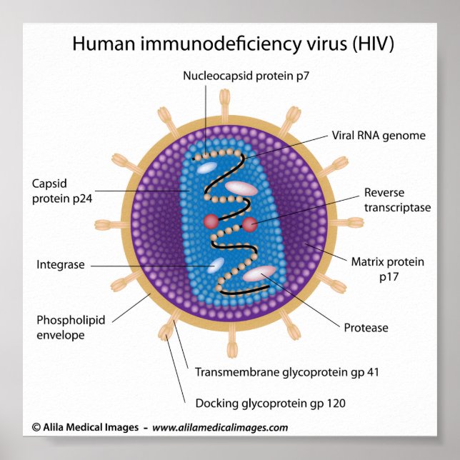Poster Estrutura do vírus HIV, diagrama rotulado. (Frente)