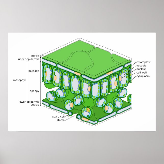 Poster Estrutura em Escala fina de um Diagrama Folha (Frente)