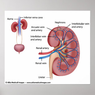 Poster Estrutura renal com fornecimento de sangue, rotula