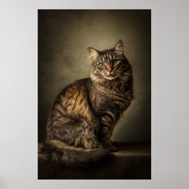Poster Estúdio de Gato Elegante em retrato (Frente)