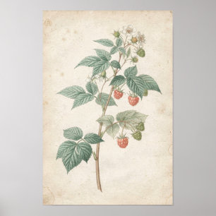 Poster Estudo Botânico de Cana de Framboesa em Marfim