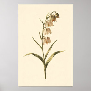 Poster Estudo Botânico de Fritillária Cartaz 30 × 45 cm