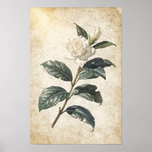 Poster Estudo Botânico de Gardênia Branca em Marfim