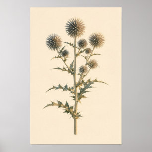 Poster Estudo Botânico de Globe Thistle Cartaz 12 × 18