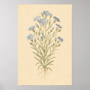Poster Estudo Botânico de Linho Azul Cartaz 12 × 18