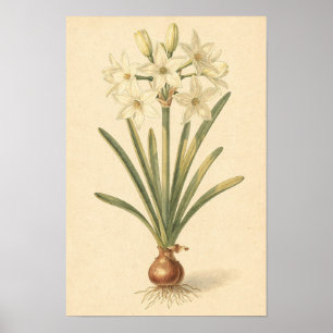 Poster Estudo Botânico de Narciso Paperwhite 12 × 18 Po
