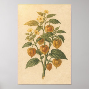 Poster Estudo Botânico de Physalis Cartaz 12 × 18