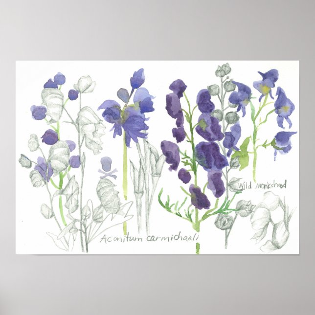 Poster Estudo Botânico de Plantas Venenosas de Monkshood (Frente)