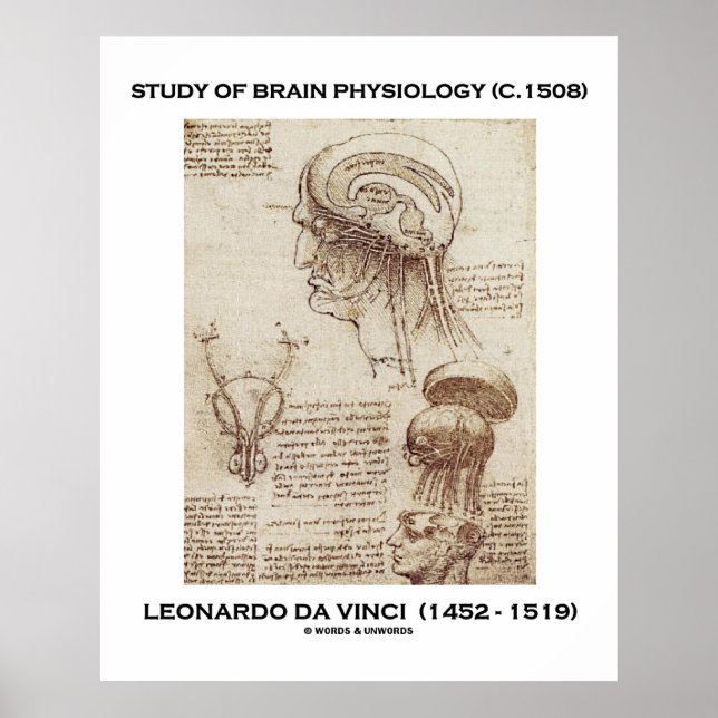 Pôster Estudo Da Fisiologia Cerebral Leonardo Da Vinci (Frente)