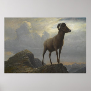 Poster Estudo de Bighorn Ram por Albert Bierstadt