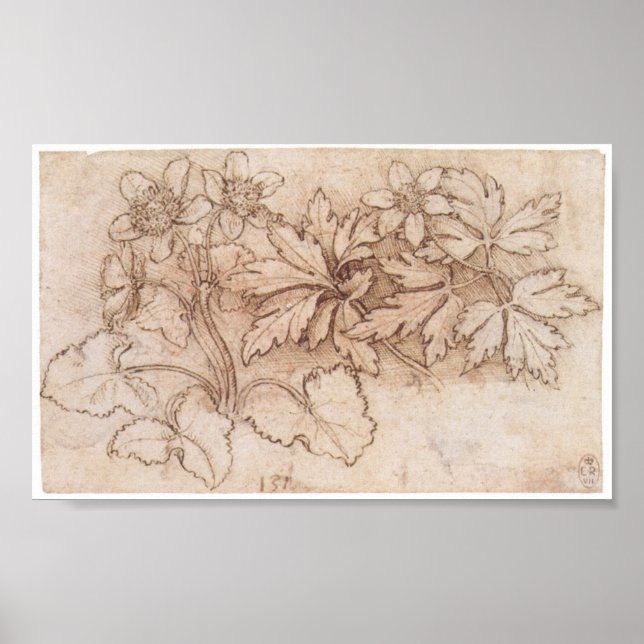 Poster Estudo de Duas Plantas, Leonardo Da Vinci (Frente)