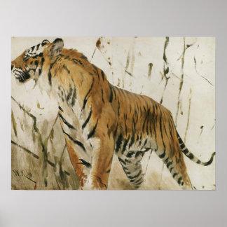 Poster Estudo de um Tigre por Wilhelm Kuhnert
