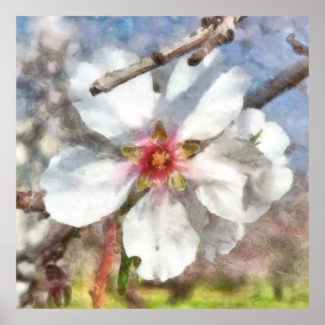 Poster Estudo do Blossom de Amêndoa Pintura em Aquarela (Frente)