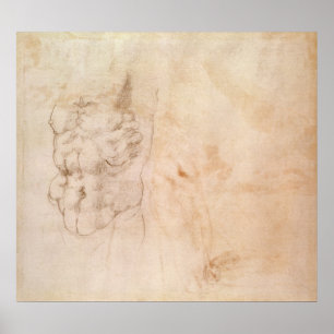 Poster Estudo do torso
