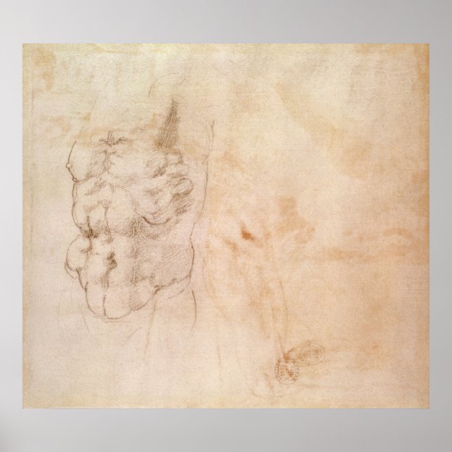 Poster Estudo do Torso (Frente)
