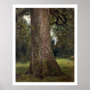 Poster Estudo do tronco de uma árvore de olmo, c.1821