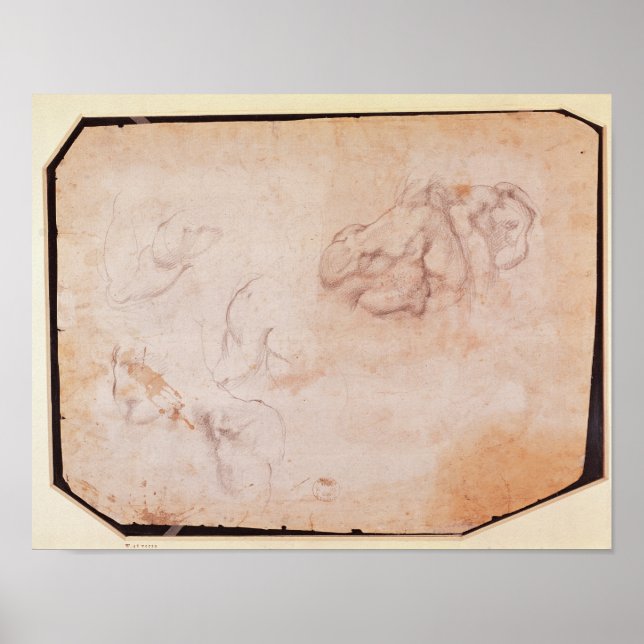 Pôster Estudo dos Músculos (Frente)