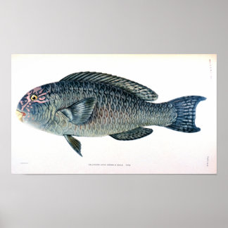 Poster Estudo Histórico de Peixes