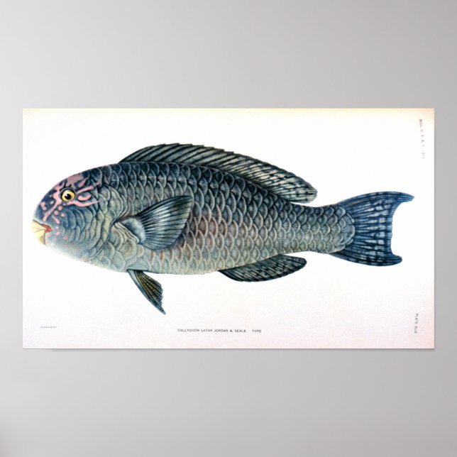 Poster Estudo Histórico de Peixes (Frente)