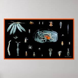 Pôster Estudo Octopus