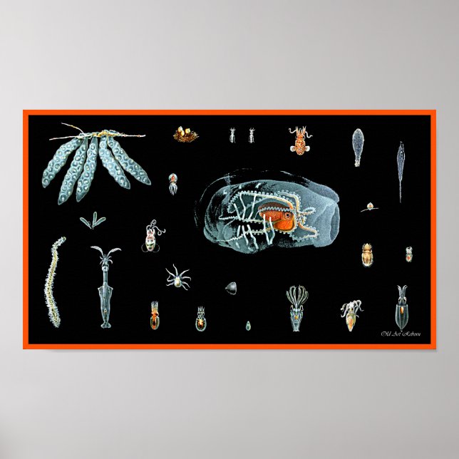 Pôster Estudo Octopus (Frente)