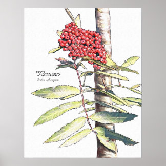 Pôster Estudo Rowan