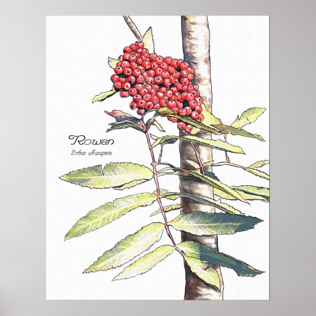 Pôster Estudo Rowan (Frente)