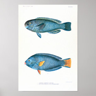 Pôster Estudos científicos dos peixes