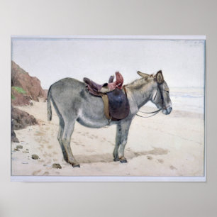 Poster Estudos de Animais