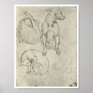 Pôster Estudos de um cão e gato, Leonardo da Vinci