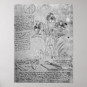 Pôster Estudos de Violas