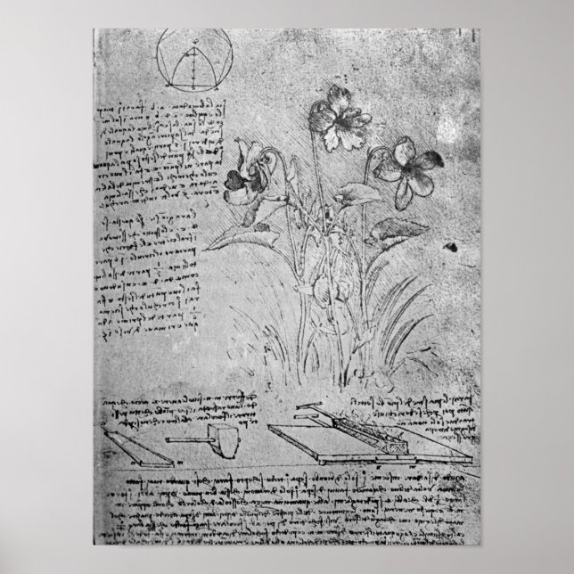 Pôster Estudos de Violas (Frente)