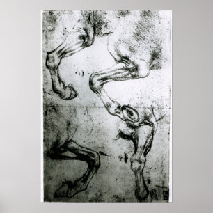 Pôster Estudos dos pés dos cavalos