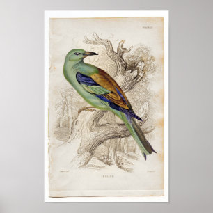 Pôster Etapa Zoológica Clássica - Cilindro