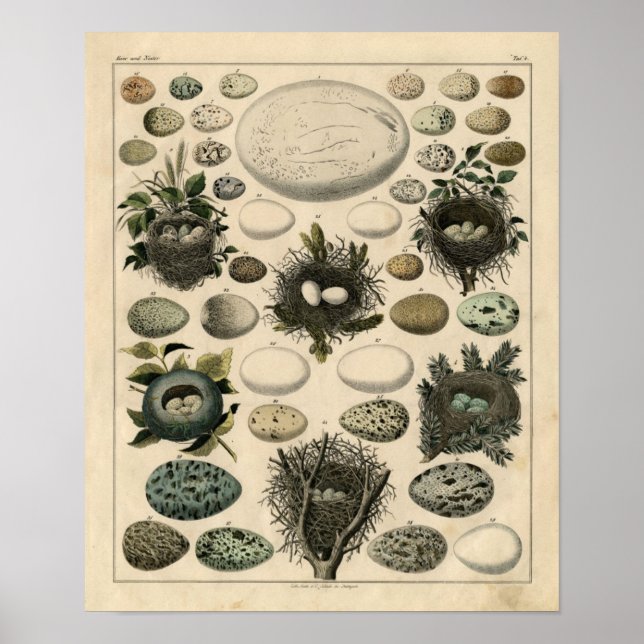 Pôster Etapa Zoológica Clássica - Pássaros e Ovos (Frente)