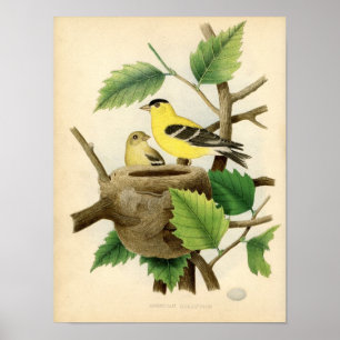 Pôster Etch Zoológica Clássica - Goldfinch Americano