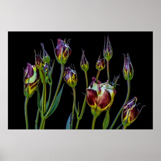 Poster Ethereal Purple Tulips (Frente)