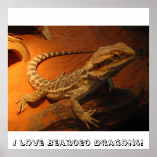 Poster Eu amo dragões farpados!